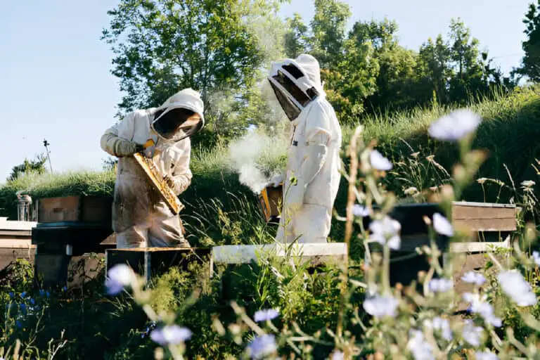 How Many Beehives Can One Person Manage and Make a Living?
