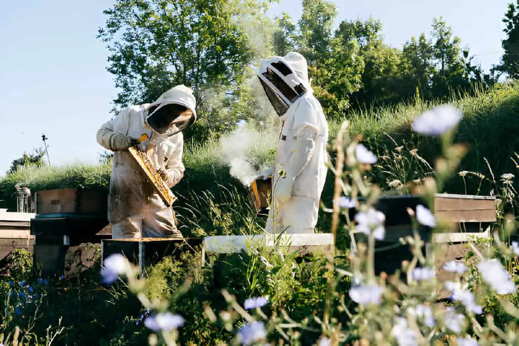 apiarists working in farm inspecting brood frame with smoke