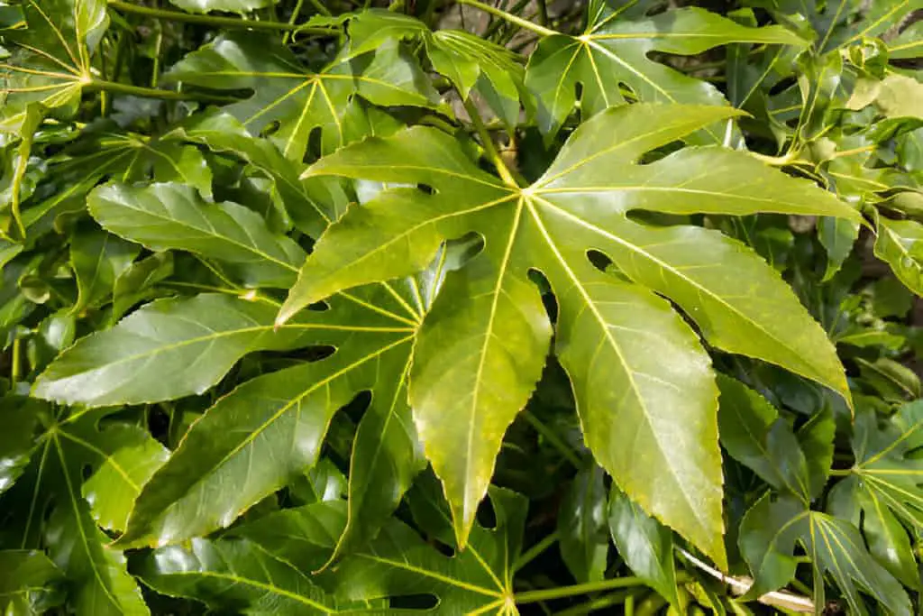 aralia fatsia japonica