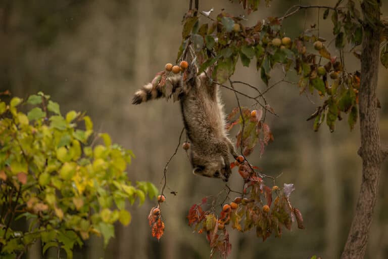 baby raccoon in a persimmon tree to eat the fruit