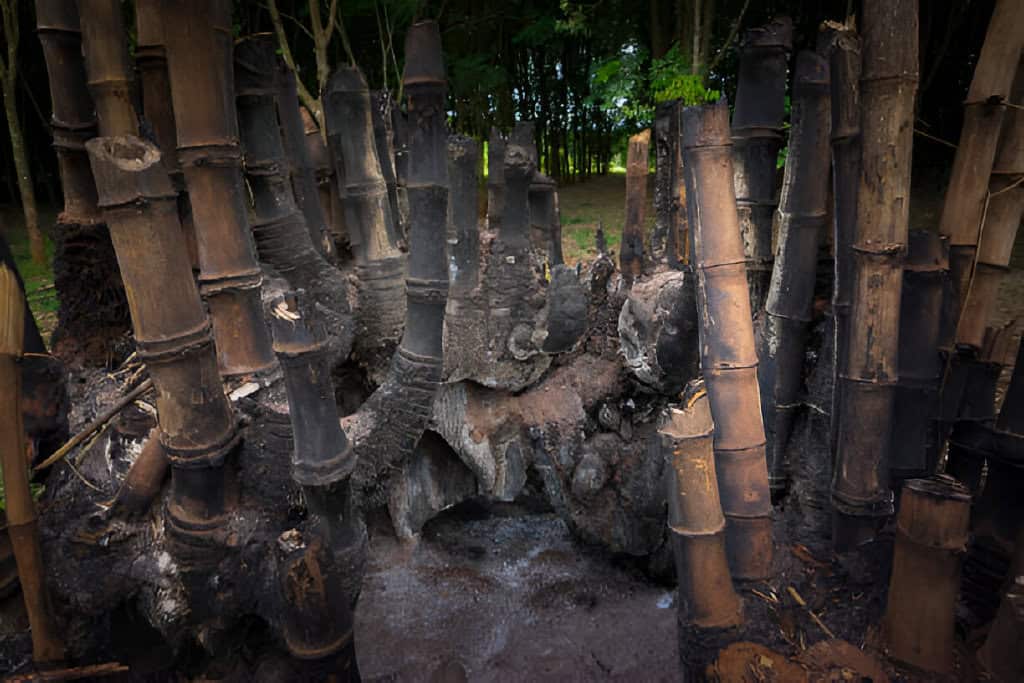 bamboo tree in tropical forest