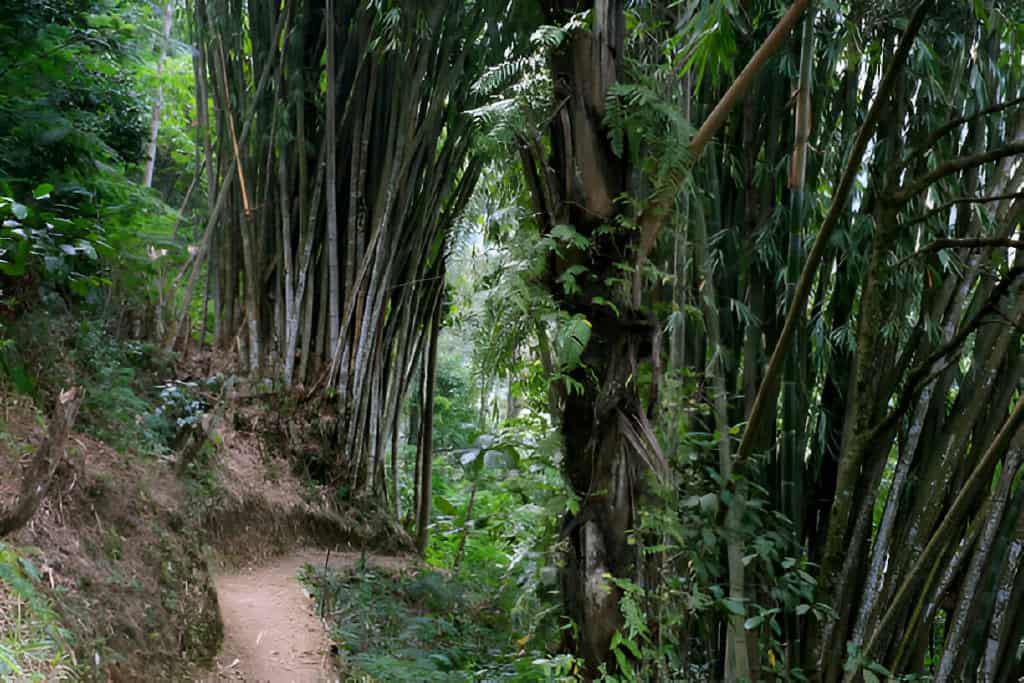 bamboo tree selection soil location