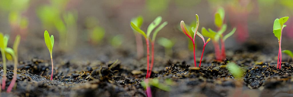 beet in the garden