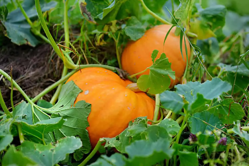 big orange pumpkins