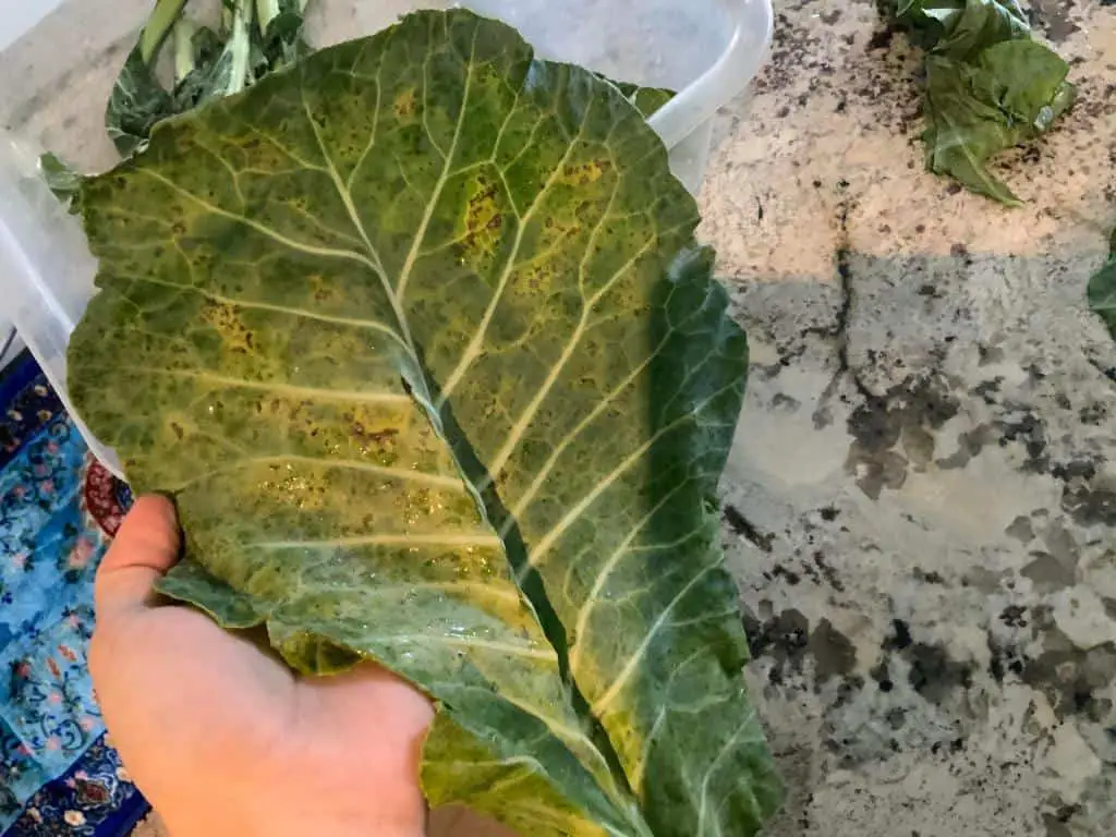 black spots on collard greens