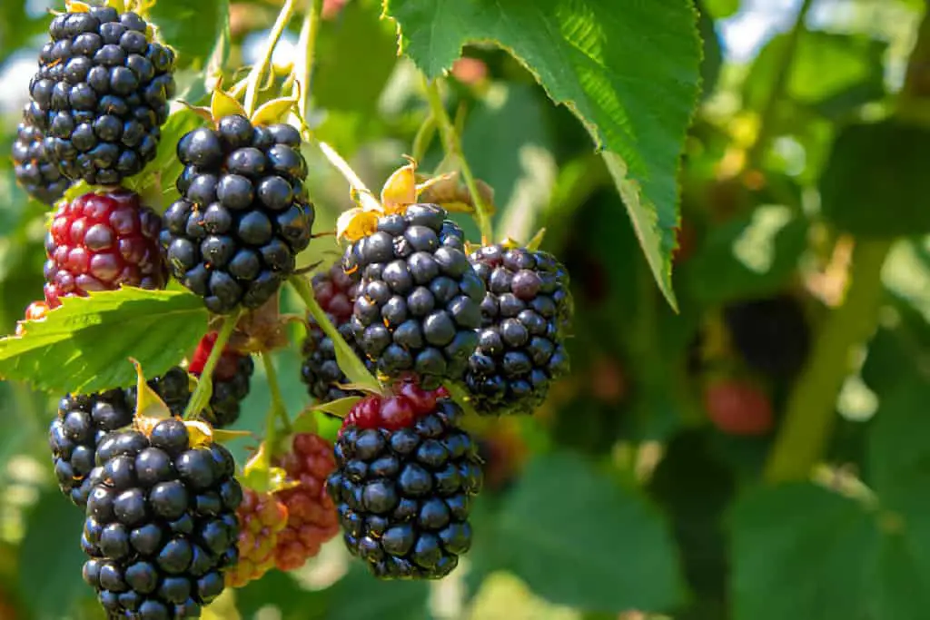 blackberry on the bush in the farm-garden