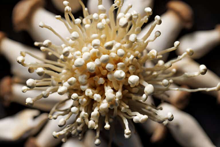 How to Plant Enoki Mushrooms from Store Bought? Will It Grow?