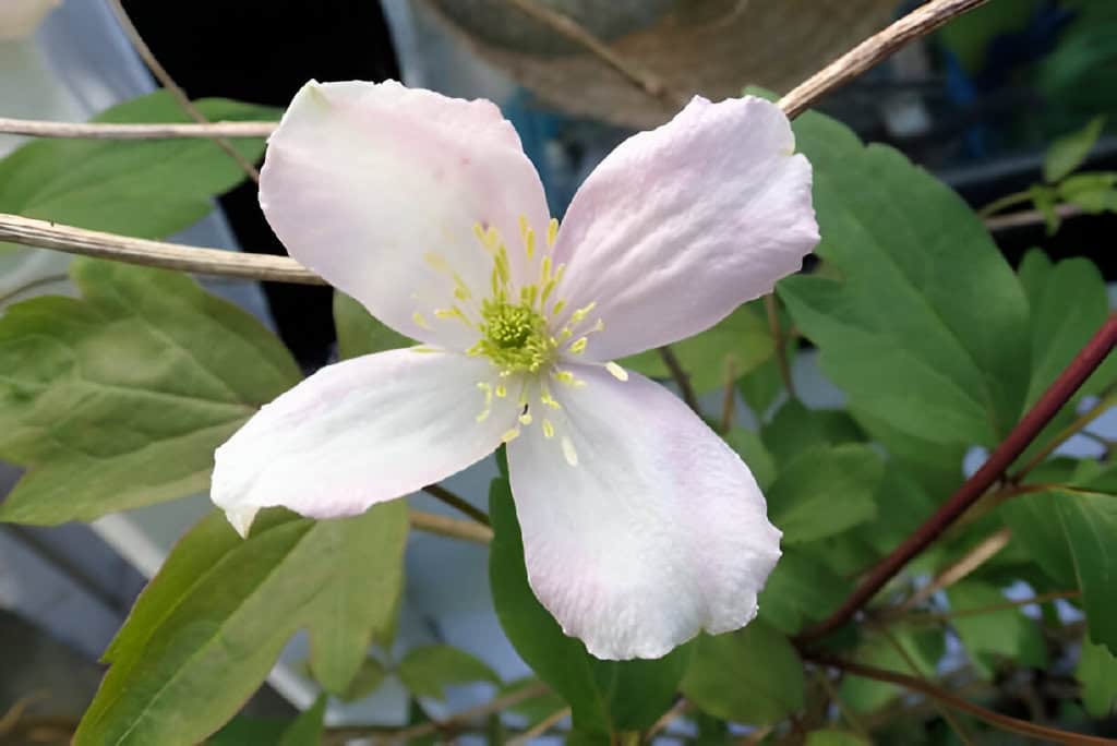 clematis montana tetrarose