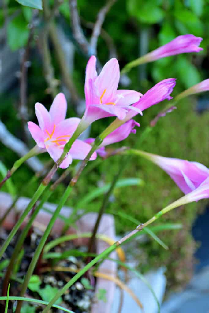 colchicum autumnale meadow saffron autumn crocus