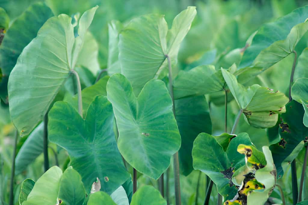 colocasia esculenta tropical plant or taro plant