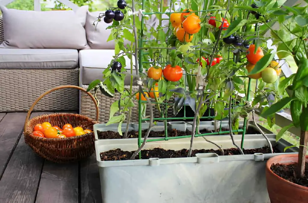 container vegetables gardening-vegetable-garden on a terrace red orange yellow black