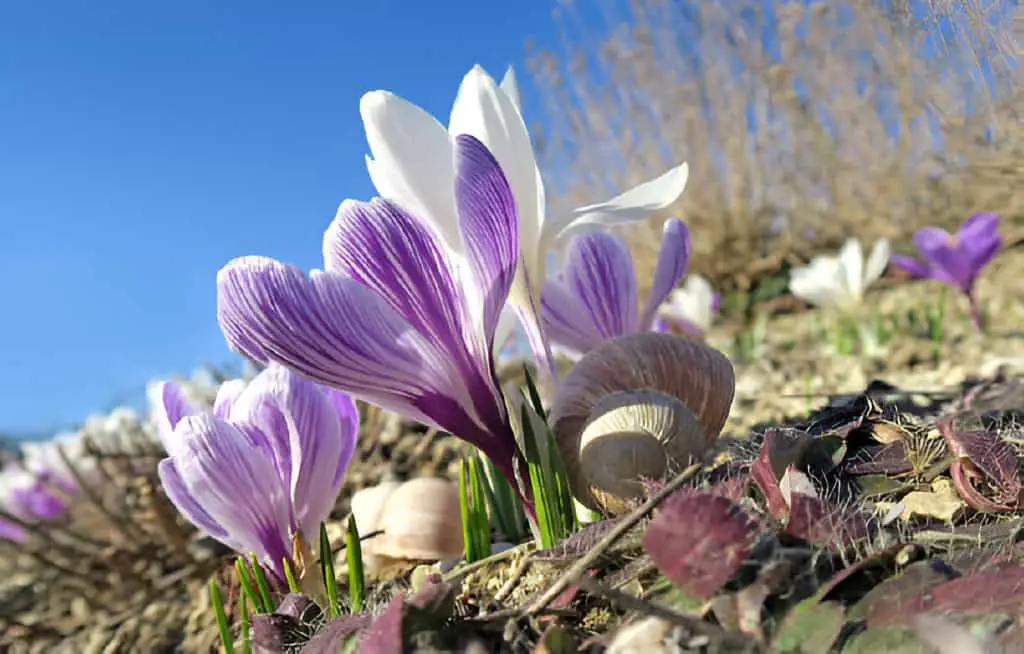 crocuses and snail shell