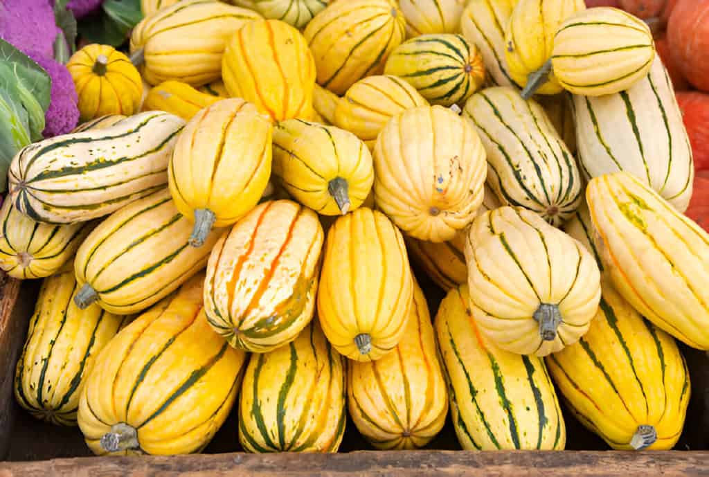 cylindrical shaped delicata squash at a local farmers market