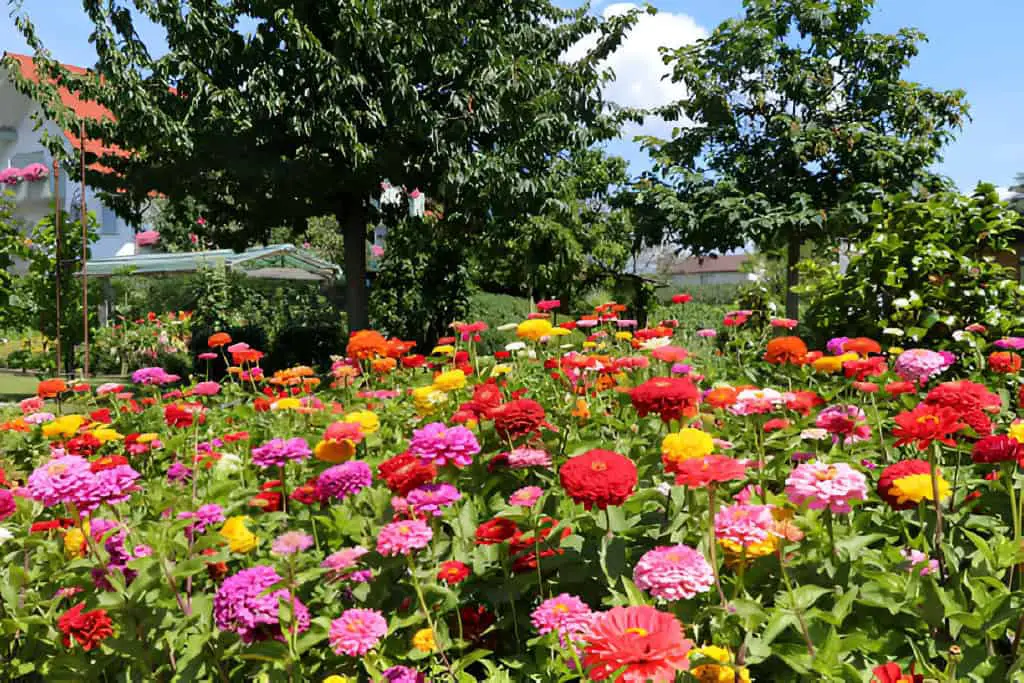 field of flowers with colorful zinnias