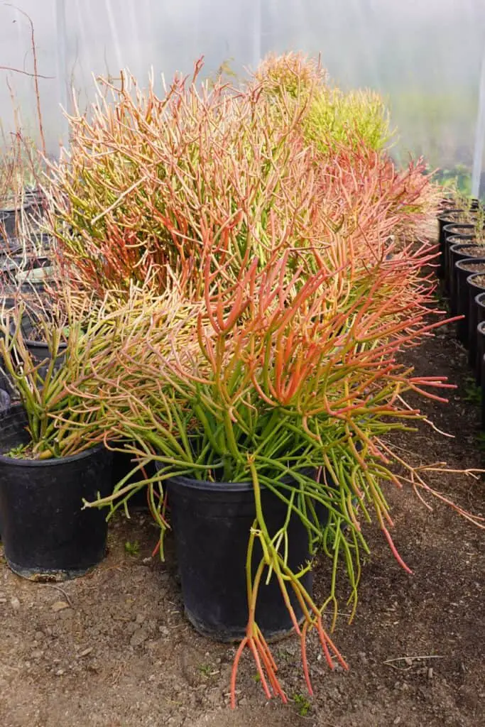 firesticks on pots