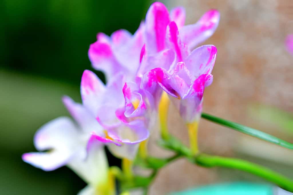 freesia flower