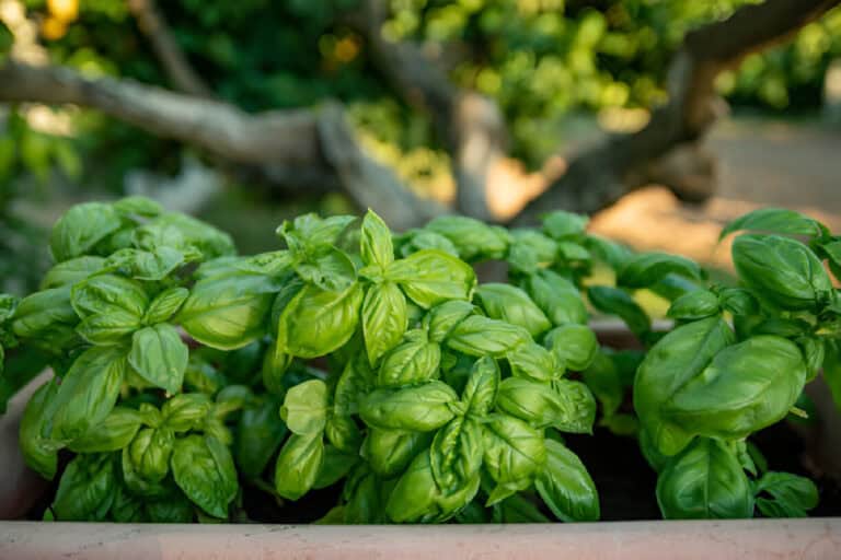 How Much Soil Depth and Space Does Basil Need to Grow?