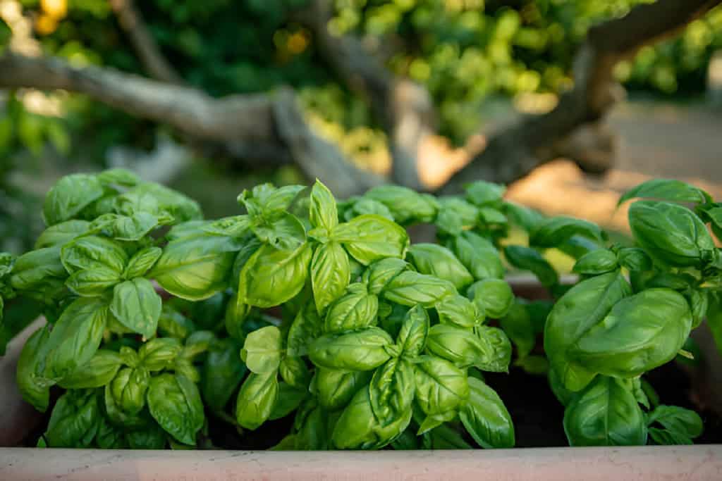 fresh basil plant