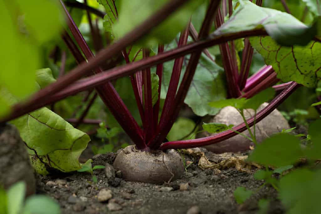 fresh young green yellow and-red chard vegetable seedlings