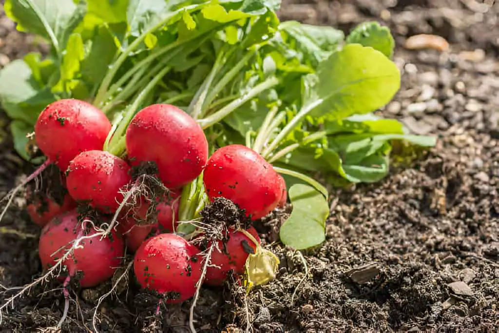 freshly picked radishes