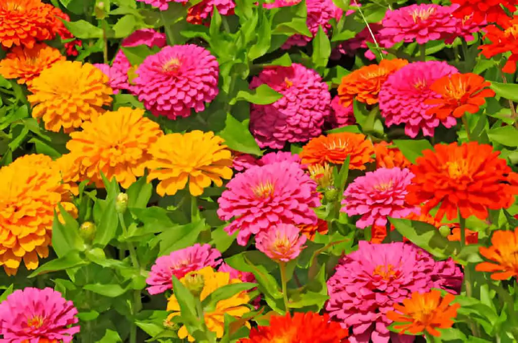 garden with multicolored zinnias flowers