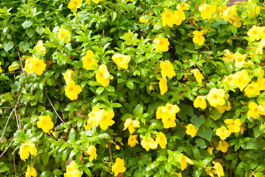 golden trumpet allamanda