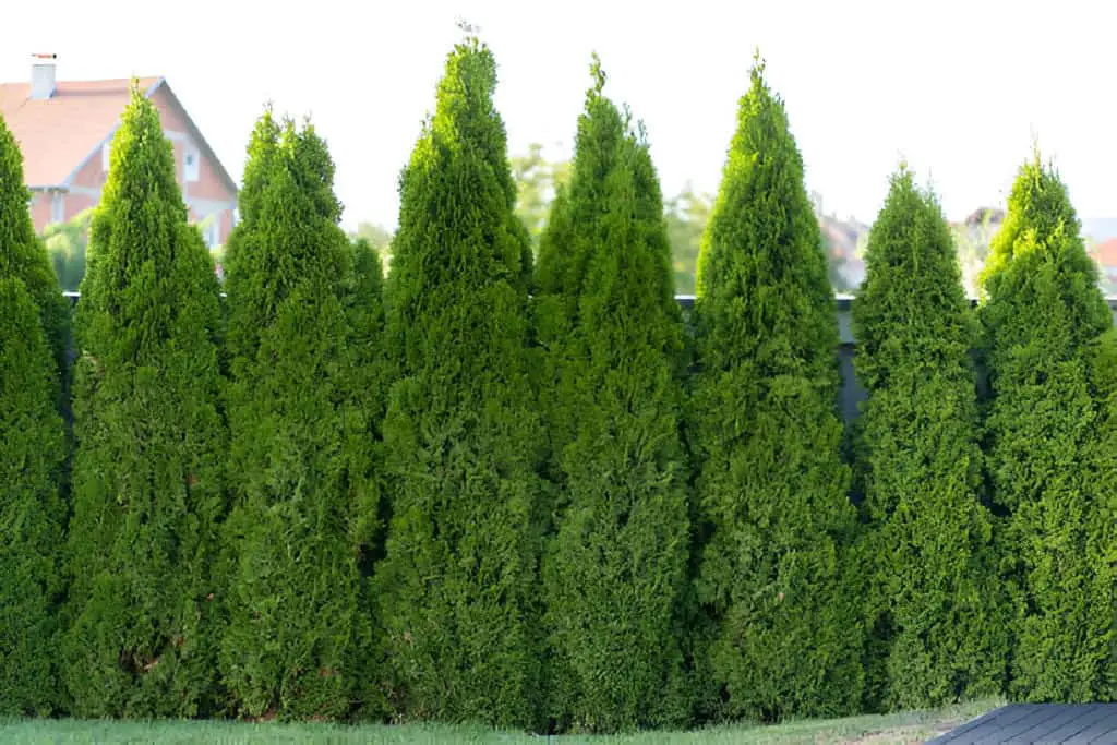 green hedge of thuja trees