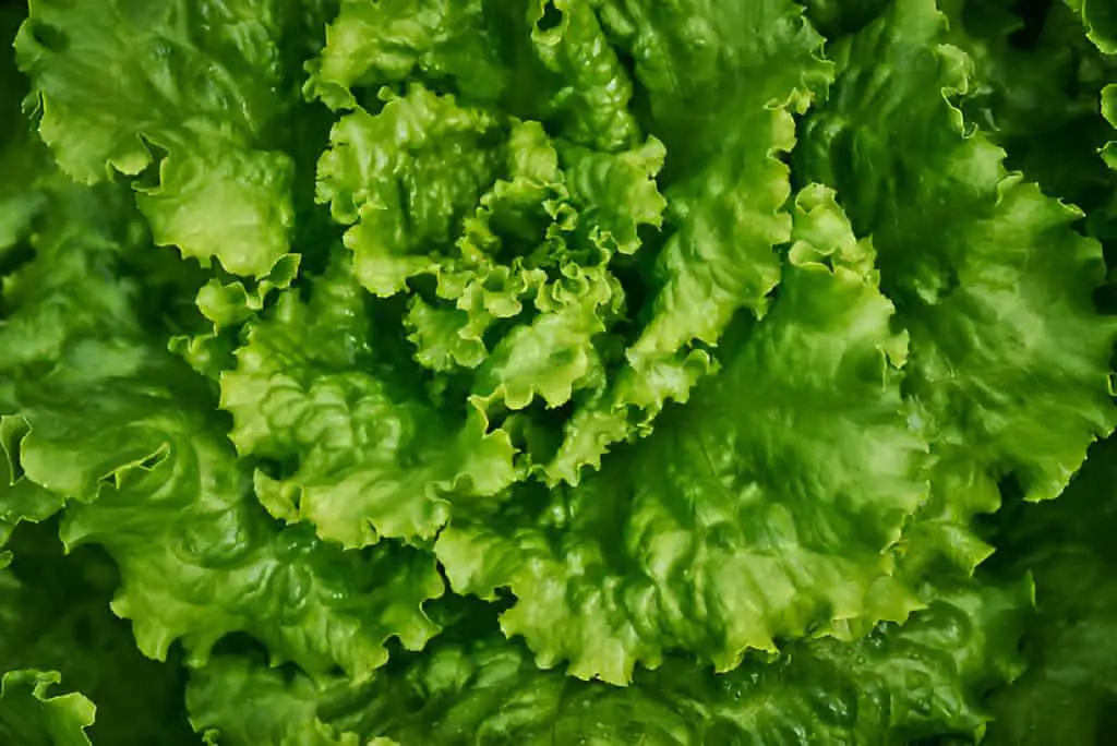 green lettuce leaves