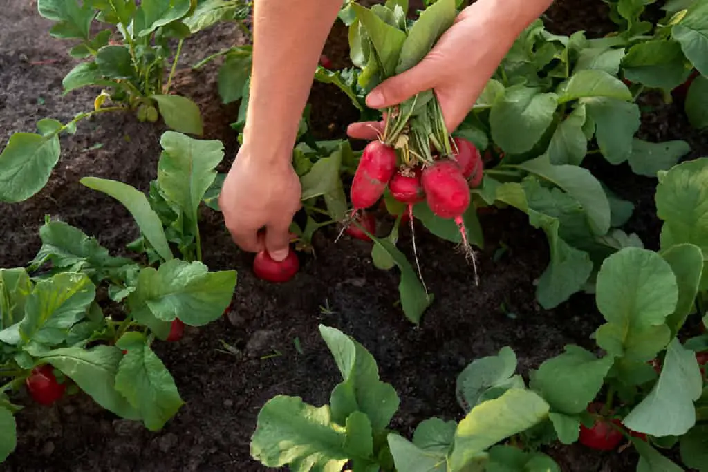 hand harvesting radishes on the plantation