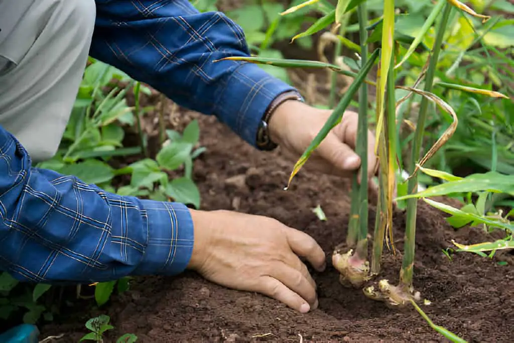 harvest ginger root on field agricultural area