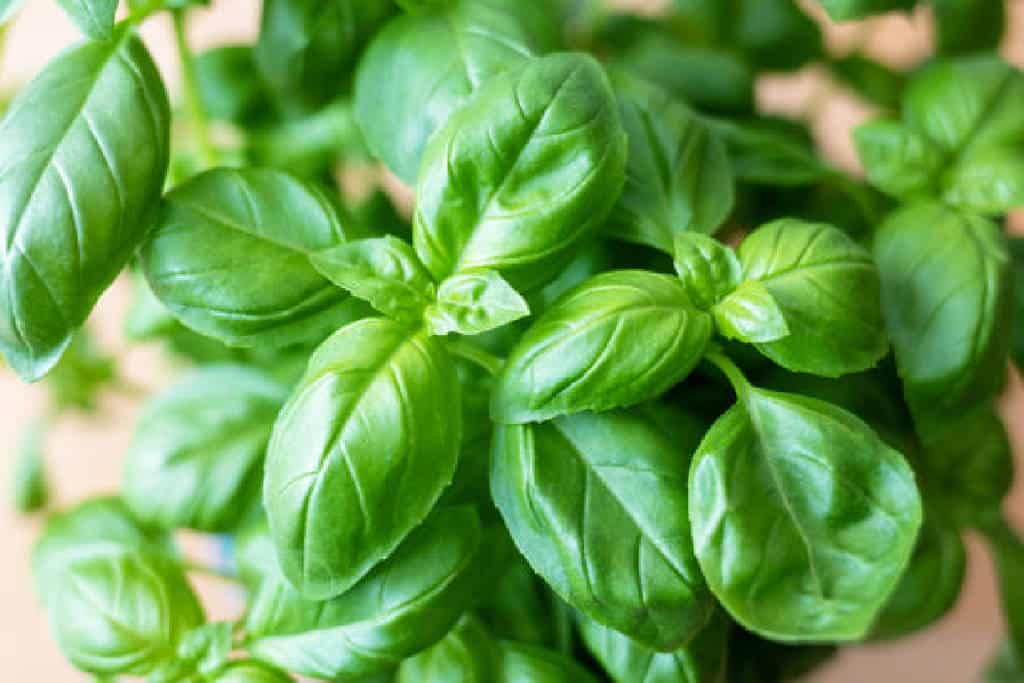 Fresh basil