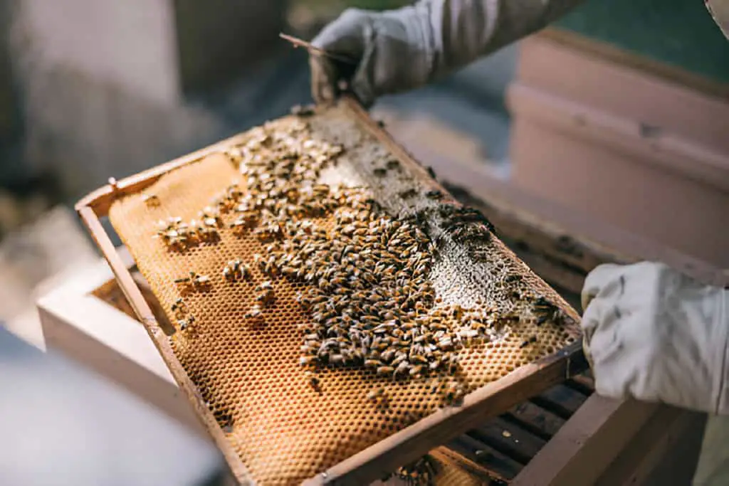 honey bees on hive frame