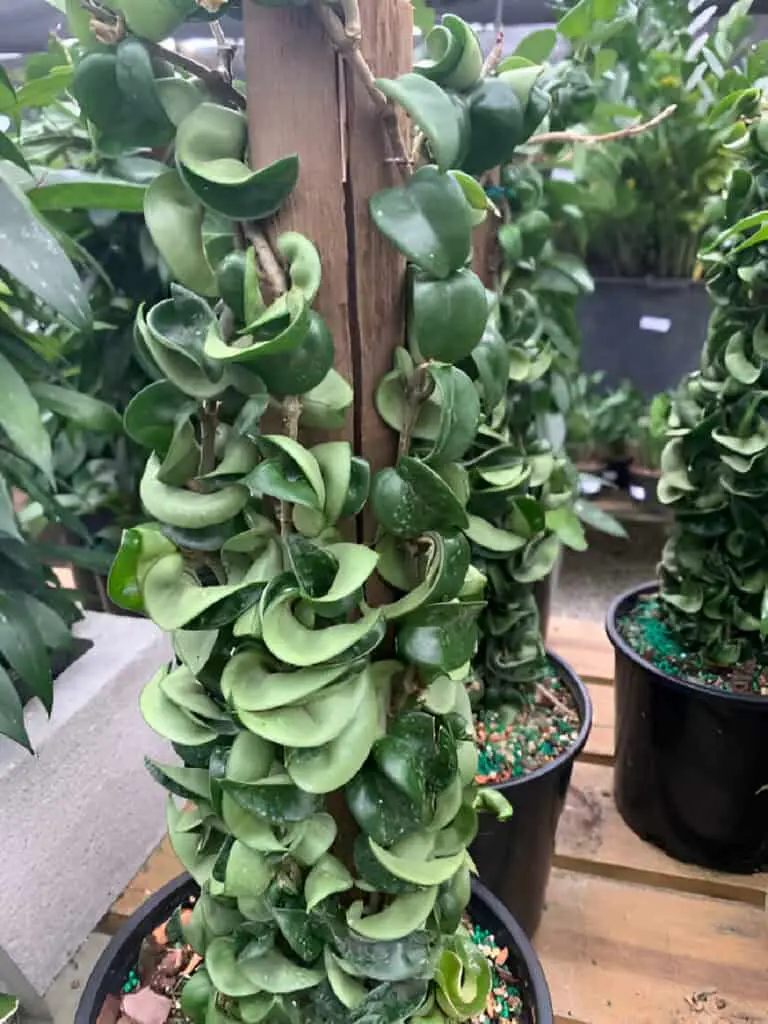 How to Trim Hoya Plant: In-depth Pruning Guide