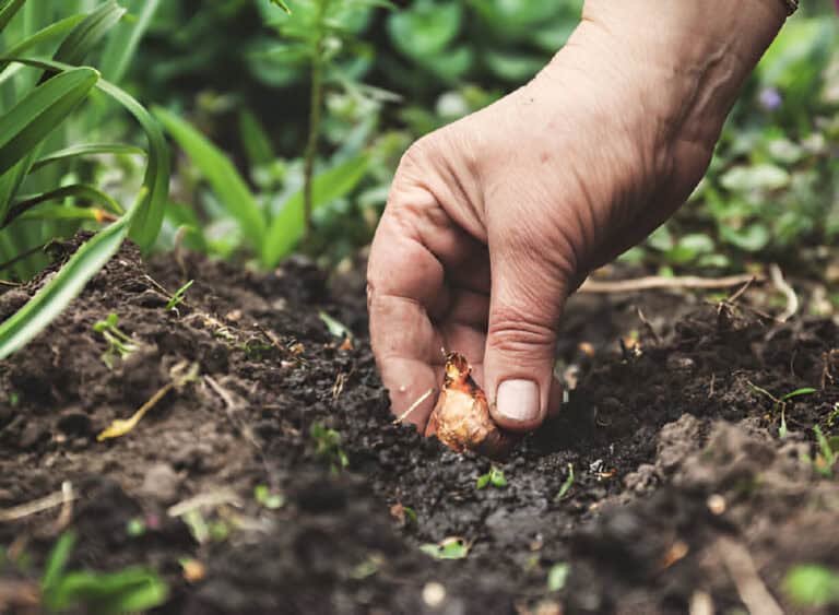 in soil onions soil flower bulbs