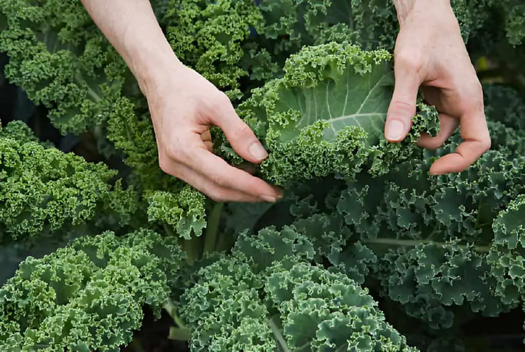 inspecting organic kale leaves