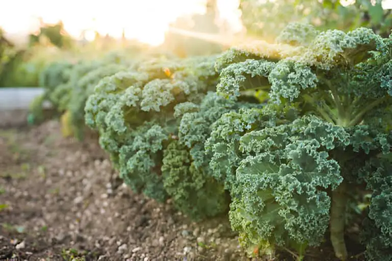 Here’s When and How to Prune Kale Plant (Easy Guide)
