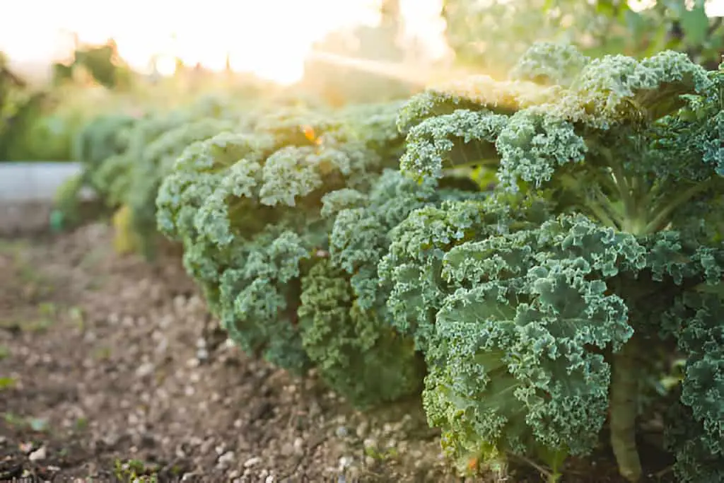 kale plant farming