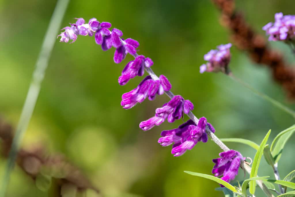 mexican bush sage flower