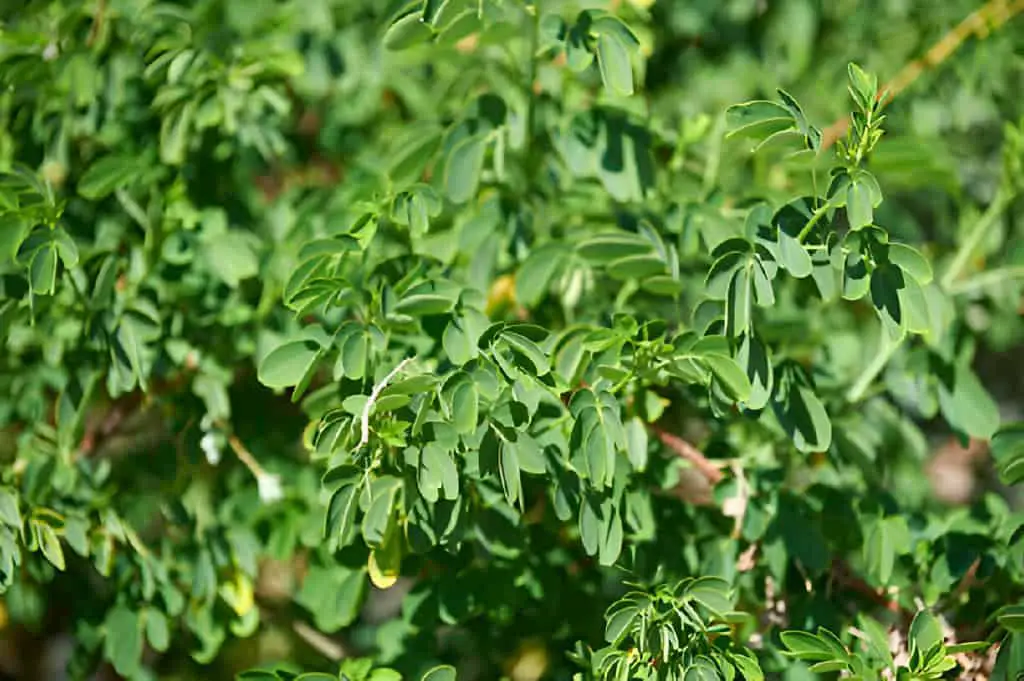 moringa oleifera plant