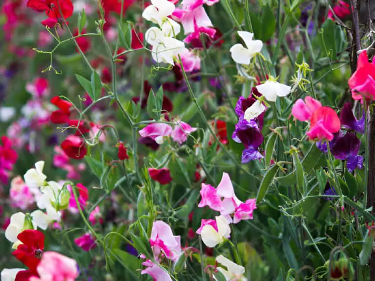 How Much Soil is Needed to Grow Sweet Peas? (Depth and Spacing)