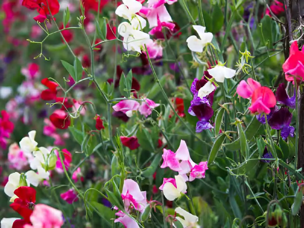 multicolored blooming sweet peas