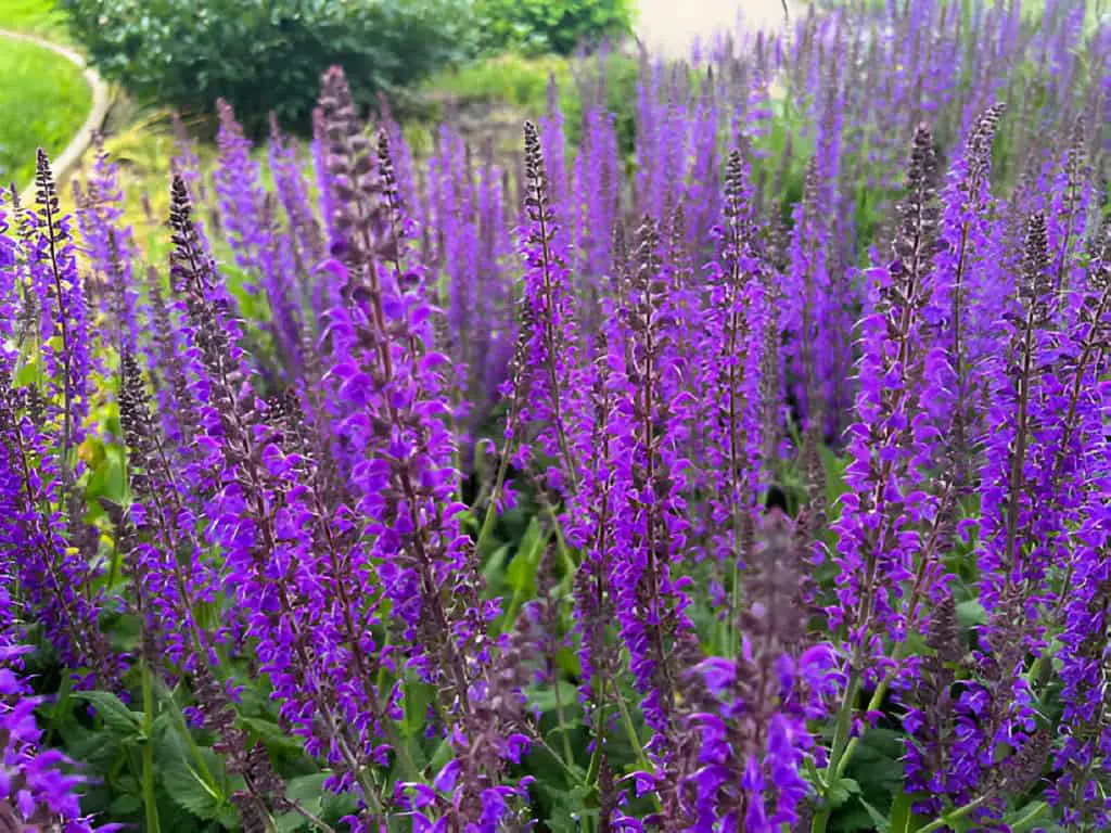 perennial salvia in bloom