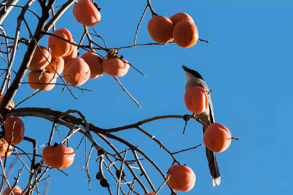 persimmon trees and magpie birds