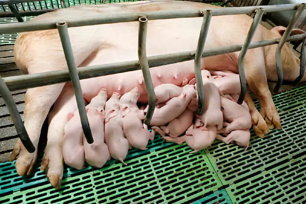 piglet sleeping in farrowing with mom