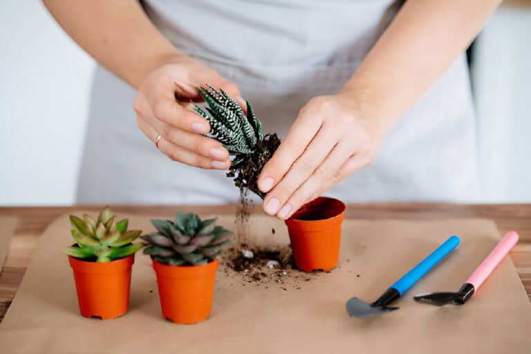 planting and care of succulents