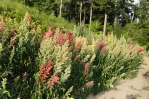 How to Grow Quinoa from Store Bought Seed? Simple Guide - FarmingThing.com