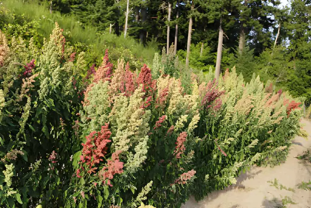 quinoa plant