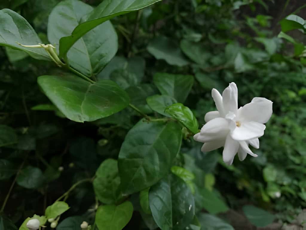 sambac jasmine mogra arabian-jasmine jasminum sambac flower