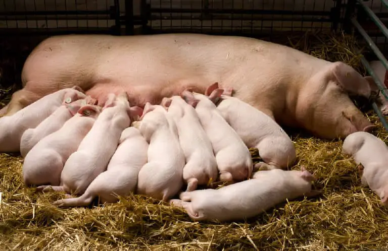 Farrowing Guide: Recognizing When a Pig Has Completed Giving Birth