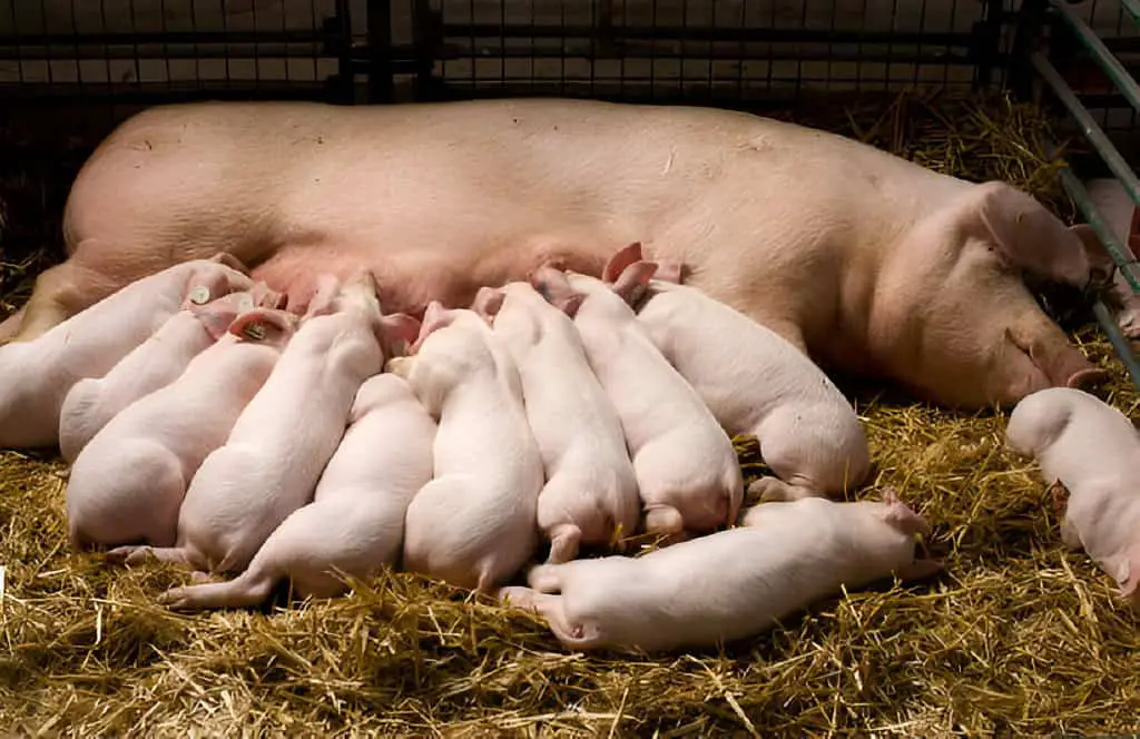 sow with piglets nursing